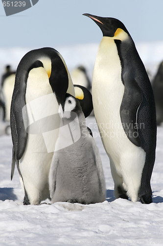 Image of Emperor penguins (Aptenodytes forsteri)