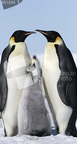 Image of Emperor penguins (Aptenodytes forsteri)