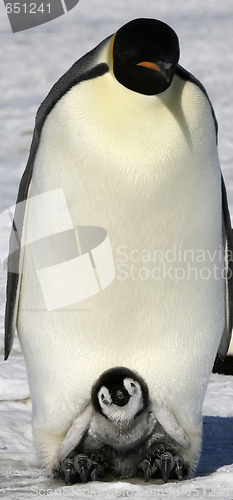 Image of Emperor penguins (Aptenodytes forsteri)