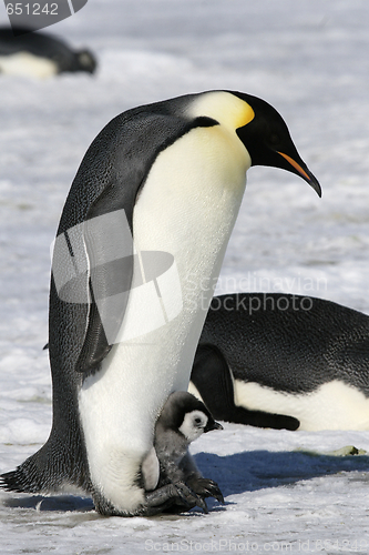 Image of Emperor penguins (Aptenodytes forsteri)