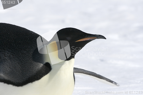 Image of Emperor penguin (Aptenodytes forsteri)