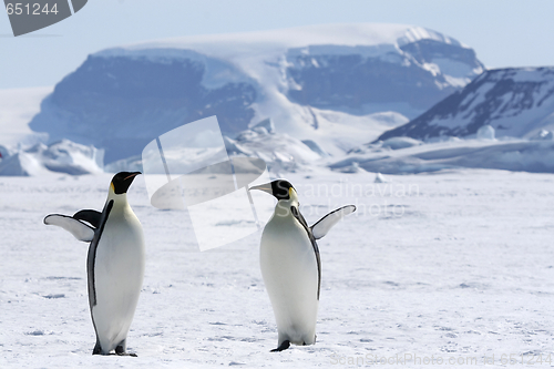 Image of Emperor penguins (Aptenodytes forsteri)