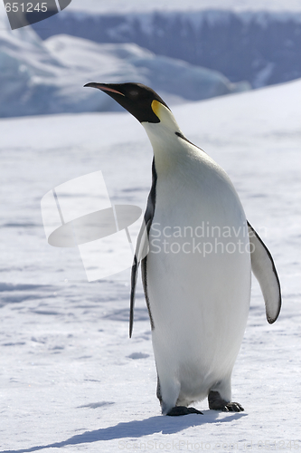 Image of Emperor penguin (Aptenodytes forsteri)