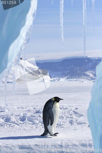 Image of Emperor penguin (Aptenodytes forsteri)