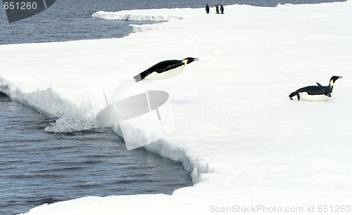 Image of Emperor penguins (Aptenodytes forsteri)