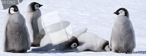 Image of Emperor penguins (Aptenodytes forsteri)