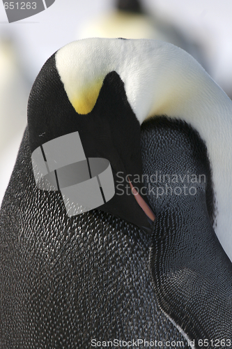 Image of Emperor penguin (Aptenodytes forsteri)