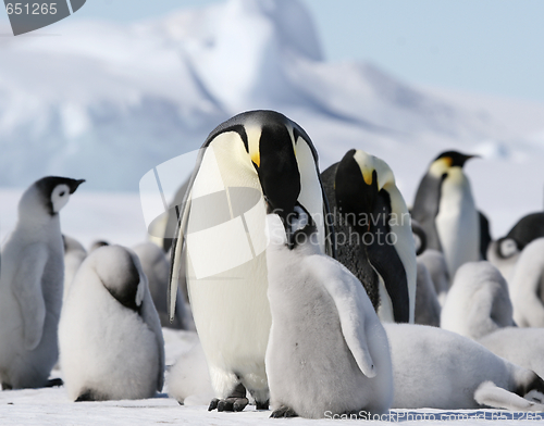 Image of Emperor penguins (Aptenodytes forsteri)