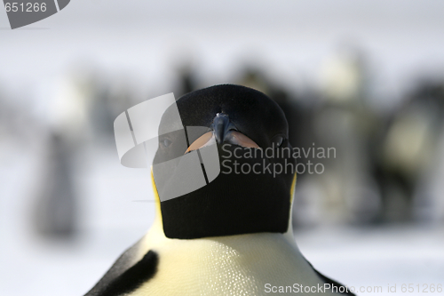 Image of Emperor penguin (Aptenodytes forsteri)