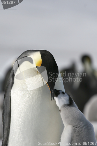 Image of Emperor penguins (Aptenodytes forsteri)