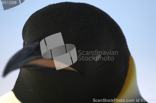 Image of Emperor penguin (Aptenodytes forsteri)