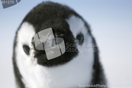 Image of Emperor penguin (Aptenodytes forsteri)