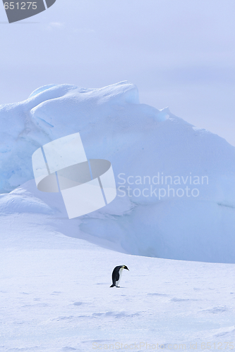 Image of Emperor penguin (Aptenodytes forsteri)