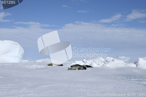 Image of Weddell seals (Leptonychotes weddellii)