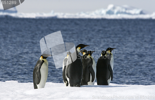 Image of Emperor penguins (Aptenodytes forsteri)