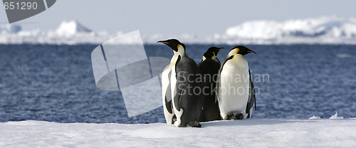 Image of Emperor penguins (Aptenodytes forsteri)