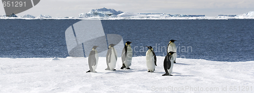 Image of Emperor penguins (Aptenodytes forsteri)