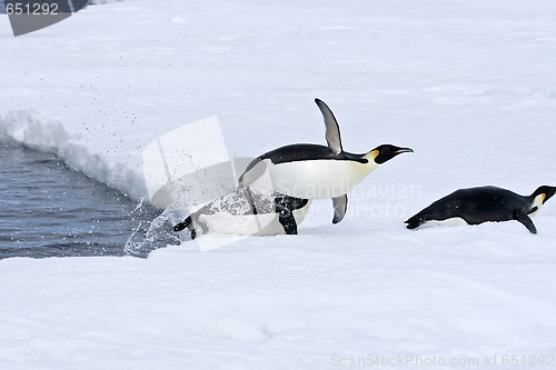 Image of Emperor penguins (Aptenodytes forsteri)