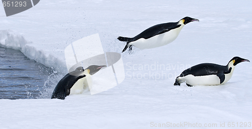 Image of Emperor penguins (Aptenodytes forsteri)