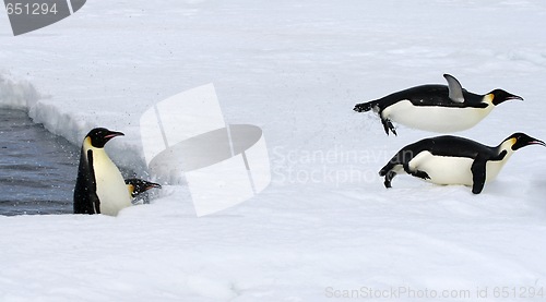 Image of Emperor penguins (Aptenodytes forsteri)