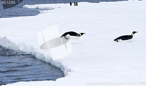 Image of Emperor penguins (Aptenodytes forsteri)