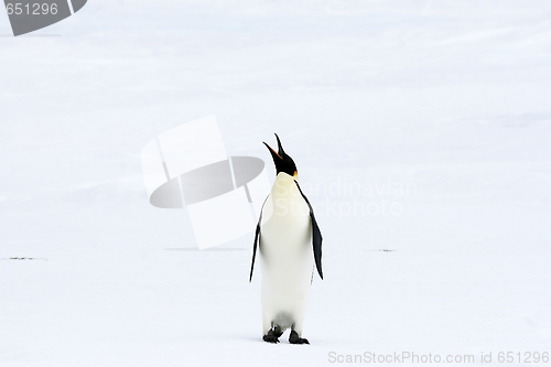 Image of Emperor penguin (Aptenodytes forsteri)