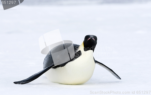 Image of Emperor penguin (Aptenodytes forsteri)