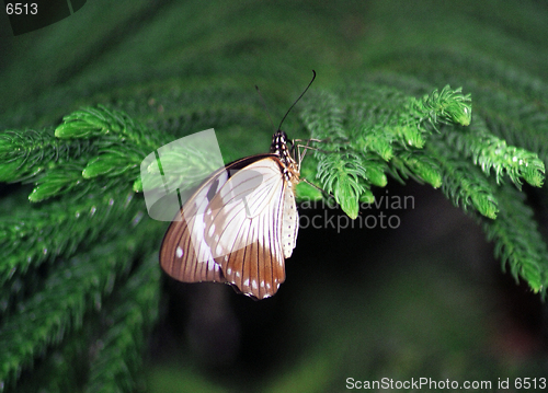 Image of white and maroon butterfly