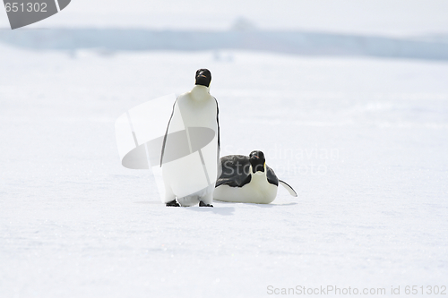 Image of Emperor penguins (Aptenodytes forsteri)