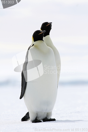 Image of Emperor penguins (Aptenodytes forsteri)