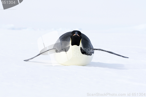 Image of Emperor penguin (Aptenodytes forsteri)