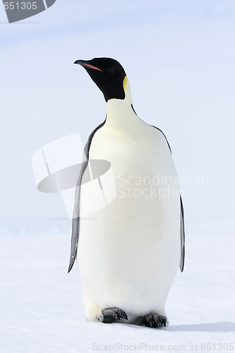 Image of Emperor penguin (Aptenodytes forsteri)