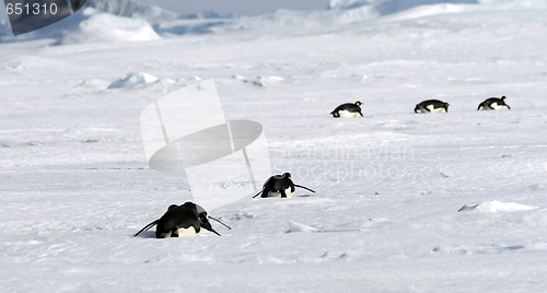 Image of Emperor penguins (Aptenodytes forsteri)