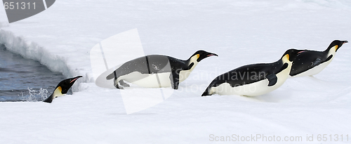 Image of Emperor penguins (Aptenodytes forsteri)