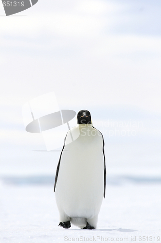 Image of Emperor penguin (Aptenodytes forsteri)