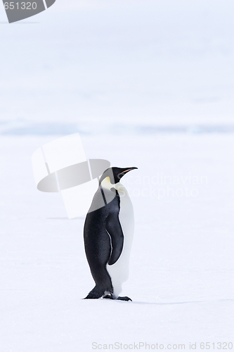 Image of Emperor penguin (Aptenodytes forsteri)