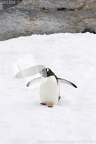 Image of Gentoo penguin