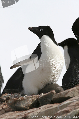 Image of Adelie penguin