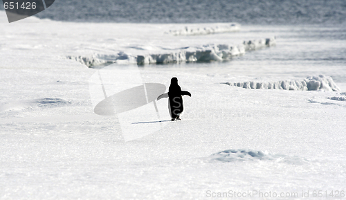 Image of Adelie penguin (Pygoscelis adeliae)