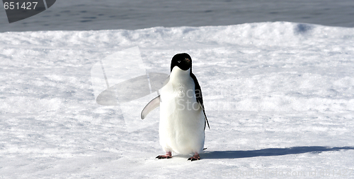 Image of Adelie penguin (Pygoscelis adeliae)