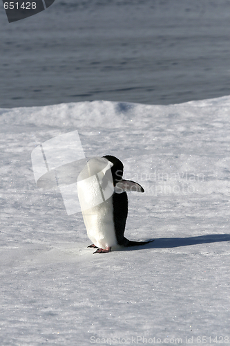 Image of Adelie penguin (Pygoscelis adeliae)