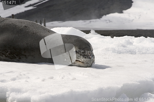 Image of Leopard seal