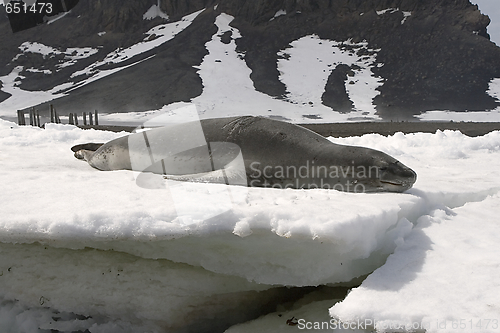 Image of Leopard seal