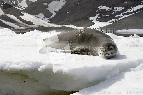 Image of Leopard seal