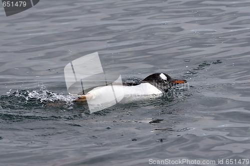 Image of Gentoo penguin