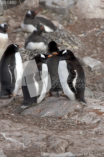 Image of Gentoo penguins