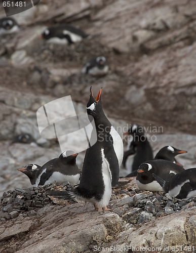 Image of Gentoo penguin