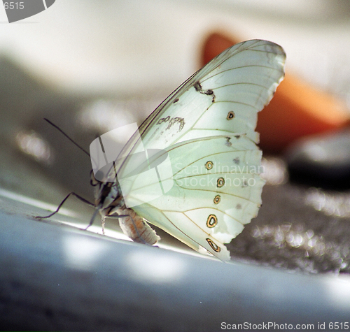 Image of white butterfly