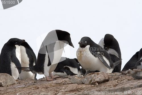 Image of Adelie penguin