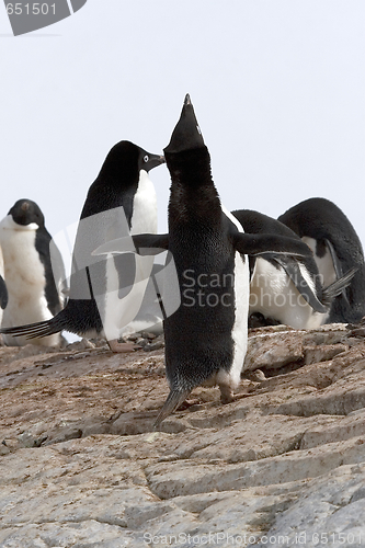 Image of Adelie penguin